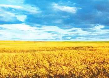 Податкова складає карту тіньового сектора України