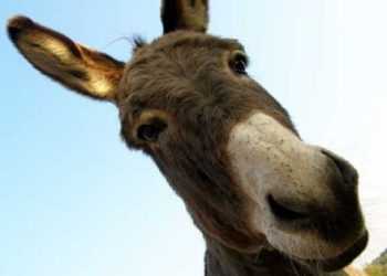 Іракський віслюк буде лікувати американських солдатів