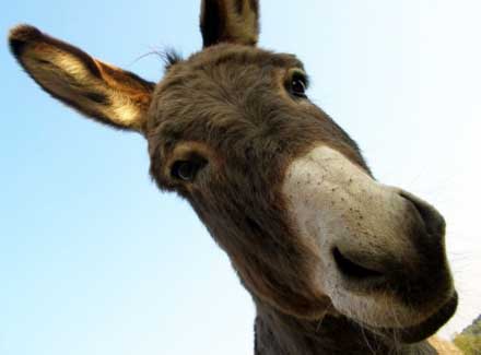 Іракський віслюк буде лікувати американських солдатів