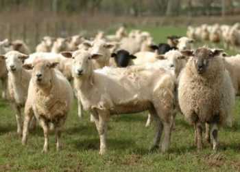 Вівцям більше не знадобиться перукар