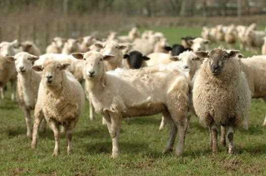 Вівцям більше не знадобиться перукар