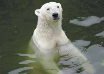 Біла ведмедиця здійснила рекордний для свого виду заплив