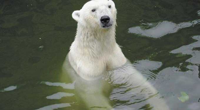 Біла ведмедиця здійснила рекордний для свого виду заплив