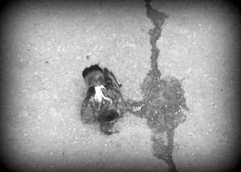 Мертві птахи на вулицях Одинцово