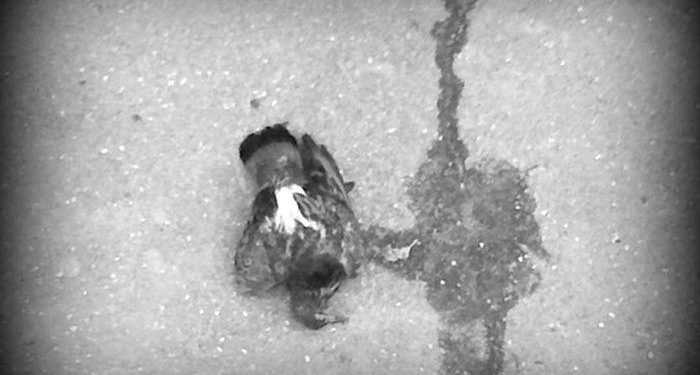 Мертві птахи на вулицях Одинцово