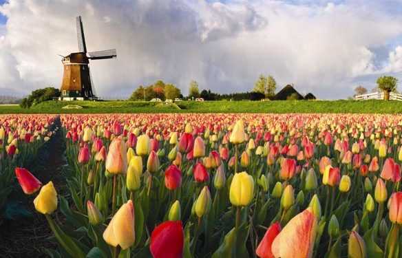 Румунія оголосила