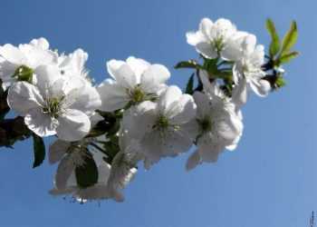 У Воронежі у вересні зацвіла вишня