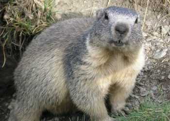 По Києву бродять дикі звірі