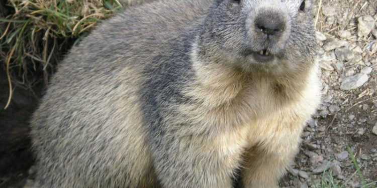 По Києву бродять дикі звірі