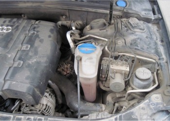 Автомобіль врятував кота і був покусаний собакою