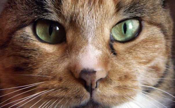 Причина любові до котів - паразитарна інфекція