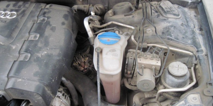Автомобіль врятував кота і був покусаний собакою