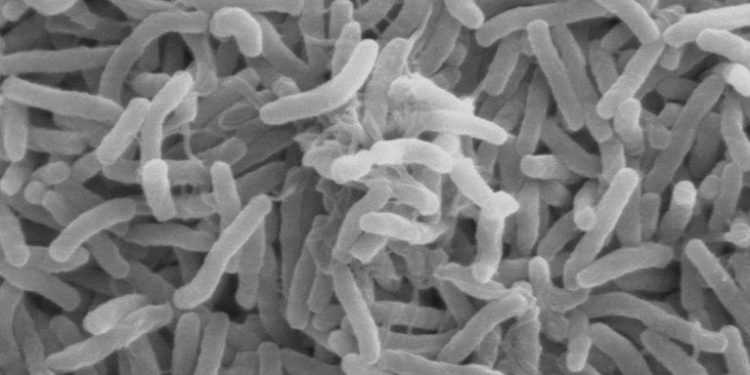 Влада Донбасу обіцяє очистити регіон від холери