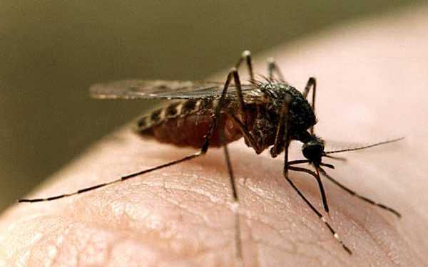 Москіти ще послужать людям