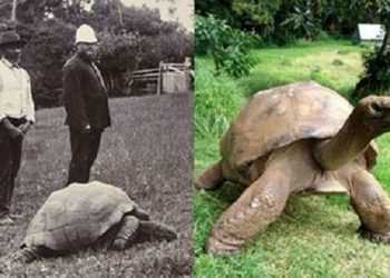 Найстарішому жителю планети Земля 178 років