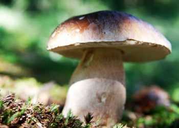 Грибника шукали у лісі 3 доби