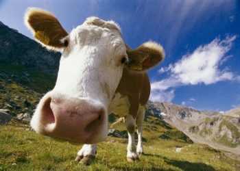 Англійські корови залишили без зв'язку тисячі абонентів