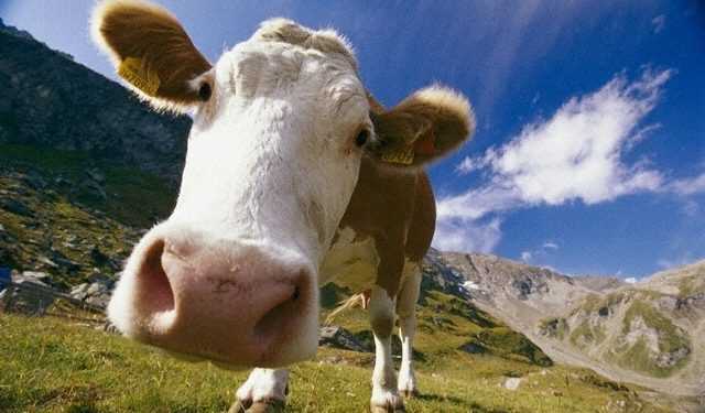 Англійські корови залишили без зв'язку тисячі абонентів