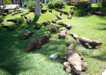 У Таїланді з ферми втекли крокодили