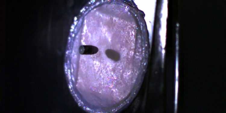 Куленепробивна людська шкіра з молока і павутини