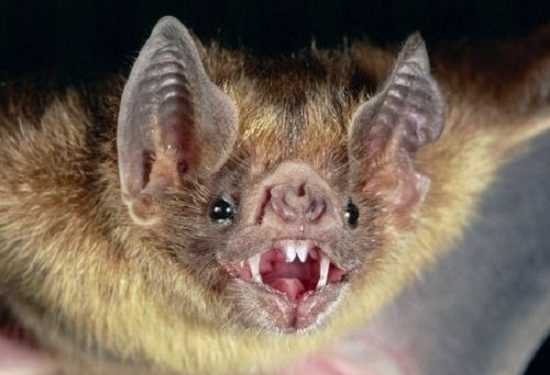 Перша смерть від вампіра в США