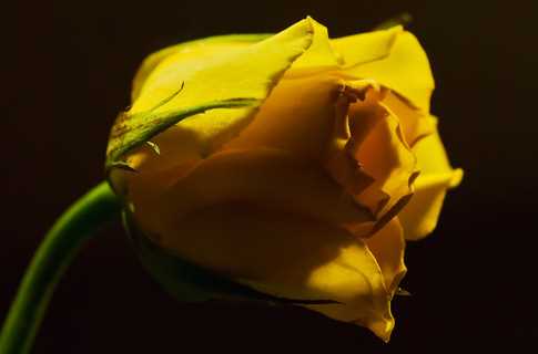 Все більше поляків знаходить собі дружину в Україні