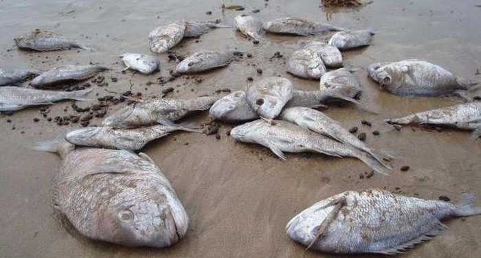 Пляжі Ізраїлю покриті мертвою рибою