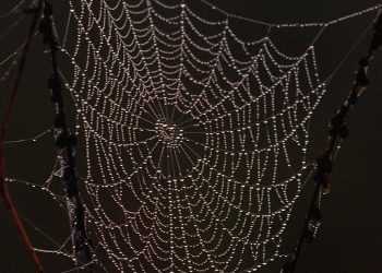 За допомогою павутини можна вирощувати людську шкіру