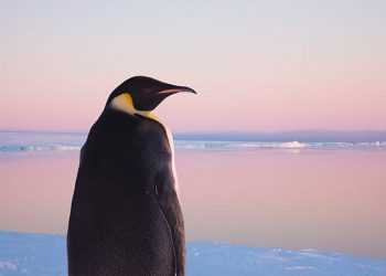 Пінгвін-мандрівник, що прославився на весь світ міг загинути