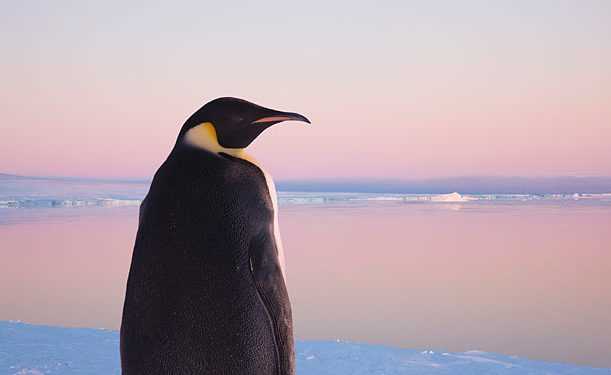 Пінгвін-мандрівник, що прославився на весь світ міг загинути