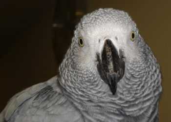 У Китаї папуга допоміг знайти грабіжника