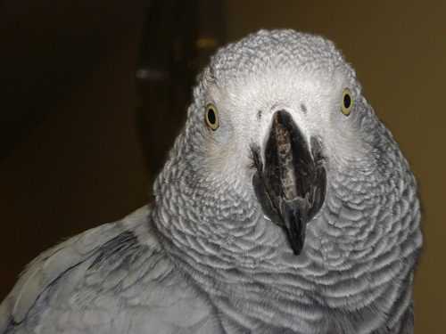 У Китаї папуга допоміг знайти грабіжника