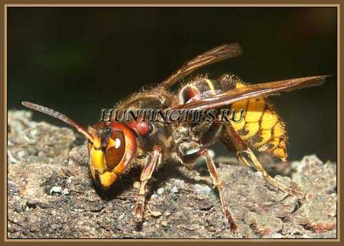 Шершні насмерть покусали дівчину