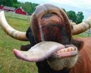 В Миколаївській області зафіксовано випадок сказу