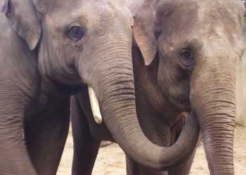 Шрі-Ланка перерахує всіх своїх слонів