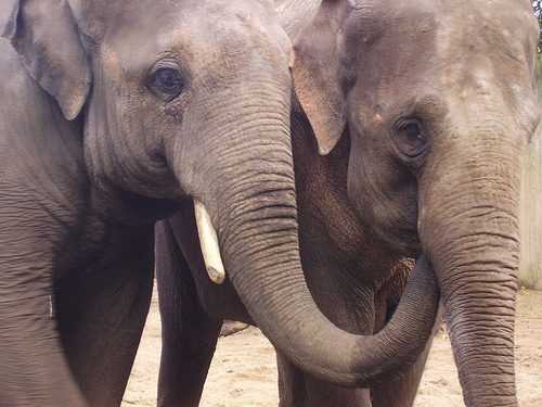 Шрі-Ланка перерахує всіх своїх слонів