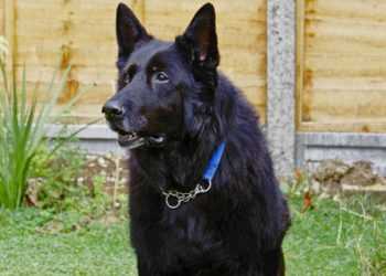 Пес з фільмів про Гаррі Поттера виявився у притулку