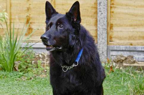 Пес з фільмів про Гаррі Поттера виявився у притулку