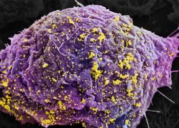 Створено вірус для знищення ВІЛ