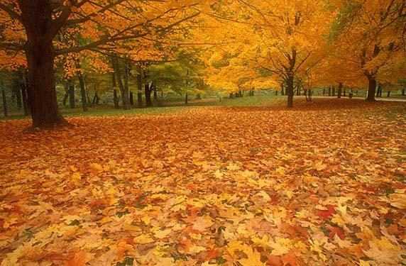 Метеорологи обіцяють в Україні теплу зиму