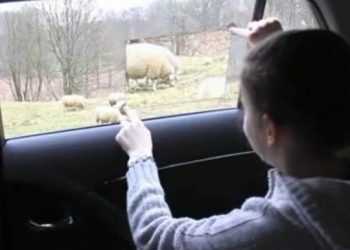 Бокове вікно у світ