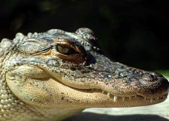 Американські вчені запропонували отримувати біодизель з жиру алігаторів