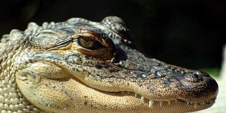 Американські вчені запропонували отримувати біодизель з жиру алігаторів