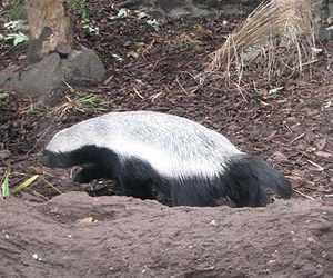 У Київському зопарку борсук пішов в гості до куниці