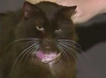 Кішка повернулася до життя після двох евтаназії