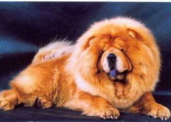 Вчені вивели собаку, що світиться