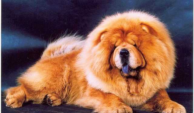 Вчені вивели собаку, що світиться