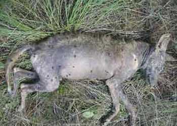 Чупакабра орудує в центрі Чернігова?