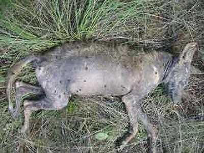 Чупакабра орудує в центрі Чернігова?