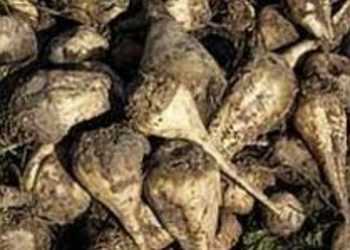 На трасі Київ-Чоп автомобіль потрапив під буряковий «дощ»